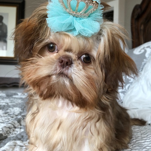 Meet your Posher, Lilia - Picture 5 of 9